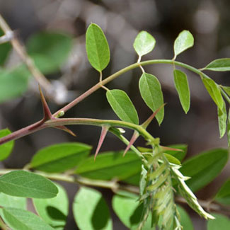 Robinia neomexicana, New Mexico Locust